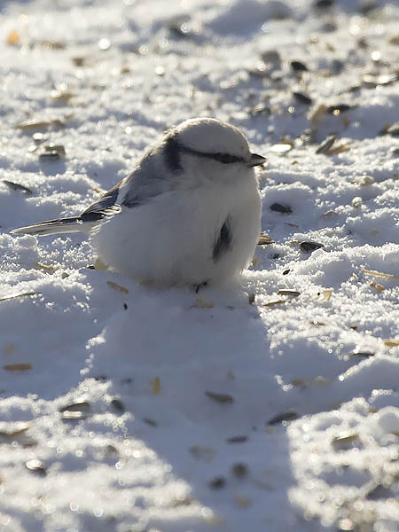 Valkopäätiainen, Azure Tit, Cyanistes cyanus